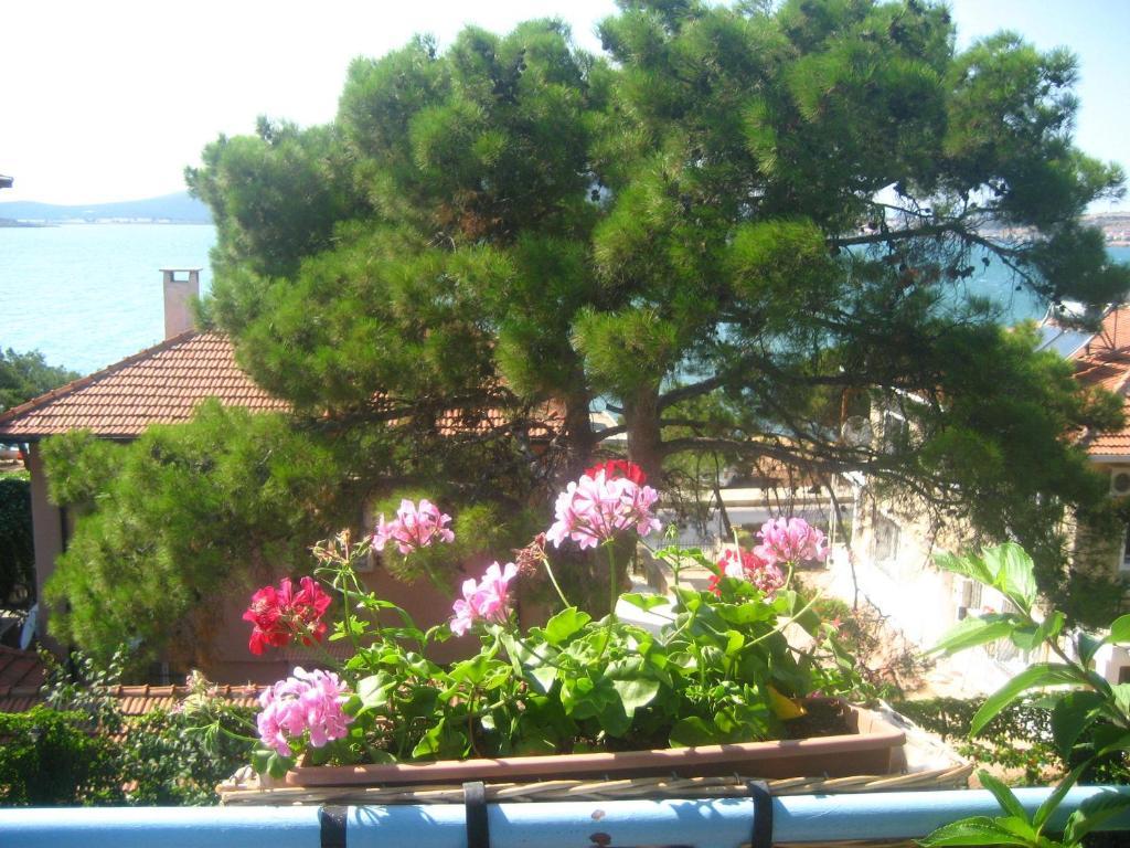 Mavi Pension Otel Ayvalı Dış mekan fotoğraf